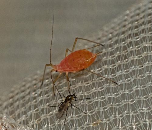Réf. 353 878 : Macrosiphum sp.